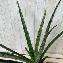 画像をギャラリービューアに読み込む, 【斑入り】サンスベリア・レディーチャーム 4.5号