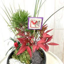 画像をギャラリービューアに読み込む, 【期間限定:12/24まで】お正月向け寄せ植え 松セキショウ寄せ