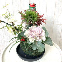 画像をギャラリービューアに読み込む, 【期間限定:12/24まで】正月用寄せ植え 苔玉 松竹 葉牡丹(ハボタン)かざり