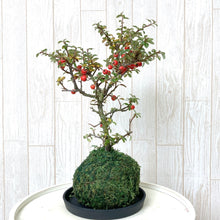 画像をギャラリービューアに読み込む, 【販売期間:12/24まで】ハイシタン(カマツカ コケモモ) 苔玉仕立て
