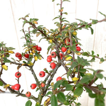 画像をギャラリービューアに読み込む, 【販売期間:12/24まで】ハイシタン(カマツカ コケモモ) 苔玉仕立て