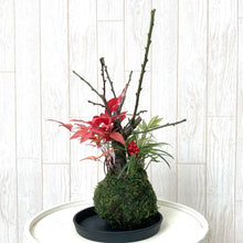 画像をギャラリービューアに読み込む, 【予約商品:12/22発送分】正月用寄せ植え 苔玉 梅・笹・南天