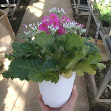 画像をギャラリービューアに読み込む, プリムラ・マラコイデス 4鉢セット