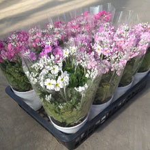 画像をギャラリービューアに読み込む, プリムラ・マラコイデス 4鉢セット