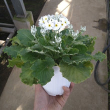 画像をギャラリービューアに読み込む, プリムラ・マラコイデス 4鉢セット