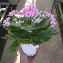 画像をギャラリービューアに読み込む, プリムラ・マラコイデス 4鉢セット