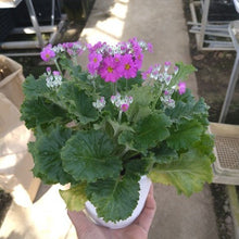 画像をギャラリービューアに読み込む, プリムラ・マラコイデス 4鉢セット