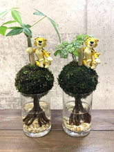 画像をギャラリービューアに読み込む, 【予約商品:9/30発送】ミニ観葉 モス CHIBI とら ガラス 1鉢