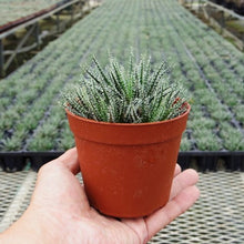 画像をギャラリービューアに読み込む, アロエ・ハオルチオイデス 多肉植物 3ポットセット