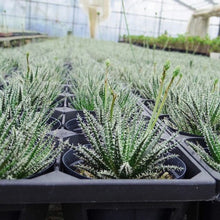 画像をギャラリービューアに読み込む, アロエ・ハオルチオイデス 多肉植物 3ポットセット