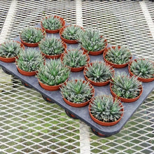 画像をギャラリービューアに読み込む, アロエ・ハオルチオイデス 多肉植物 3ポットセット