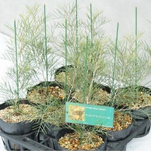 画像をギャラリービューアに読み込む, 【予約商品:1/28発送】グレビレア キングスレインボー 5号 1鉢