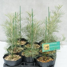 画像をギャラリービューアに読み込む, 【予約商品:1/28発送】グレビレア キングスレインボー 5号 1鉢