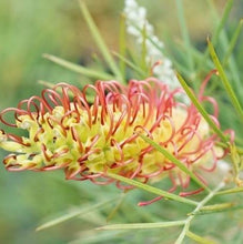 画像をギャラリービューアに読み込む, 【予約商品:1/28発送】グレビレア キングスレインボー 5号 1鉢