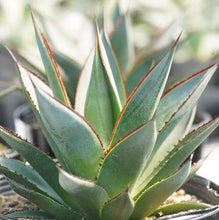 画像をギャラリービューアに読み込む, アガベ・ブルーグロー 5号 1ポット