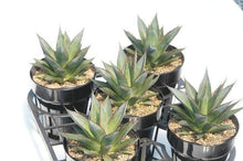 画像をギャラリービューアに読み込む, アガベ・ブルーグロー 5号 1ポット