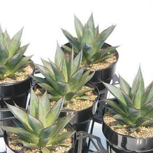 画像をギャラリービューアに読み込む, アガベ・ブルーグロー 5号 1ポット