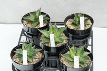 画像をギャラリービューアに読み込む, アガベ・モンタナ 5号 1ポット