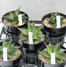 画像をギャラリービューアに読み込む, アガベ・モンタナ 5号 1ポット