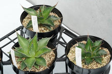 画像をギャラリービューアに読み込む, アガベ・モンタナ 5号 1ポット