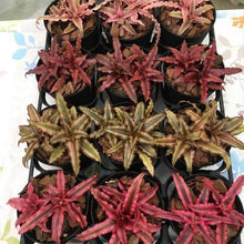 画像をギャラリービューアに読み込む, クリプタンサス 4種4ポットセット