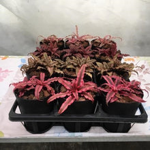 画像をギャラリービューアに読み込む, クリプタンサス 4種4ポットセット