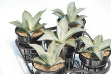 画像をギャラリービューアに読み込む, アガベ・スカポサ 5号 1ポット
