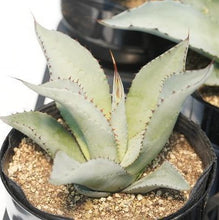 画像をギャラリービューアに読み込む, アガベ・スカポサ 5号 1ポット