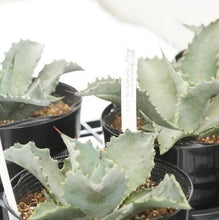 画像をギャラリービューアに読み込む, アガベ・テマカプリネンシス 5号 1ポット