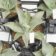 画像をギャラリービューアに読み込む, アガベ・テマカプリネンシス 5号 1ポット