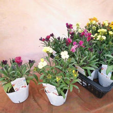 画像をギャラリービューアに読み込む, 【予約商品:1/18発送】エリシマム・カクテルパーティー 花苗3ポットセット
