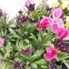 画像をギャラリービューアに読み込む, 【予約商品:1/18発送】エリシマム・カクテルパーティー 花苗3ポットセット