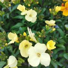 画像をギャラリービューアに読み込む, 【予約商品:1/18発送】エリシマム・カクテルパーティー 花苗3ポットセット