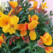 画像をギャラリービューアに読み込む, 【予約商品:1/18発送】エリシマム・カクテルパーティー 花苗3ポットセット