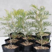 画像をギャラリービューアに読み込む, 【予約商品:1/28発送】グレビレア・ピーチズアンドクリーム 5号 1鉢