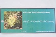 画像をギャラリービューアに読み込む, 【予約商品:1/28発送】グレビレア・ピーチズアンドクリーム 5号 1鉢