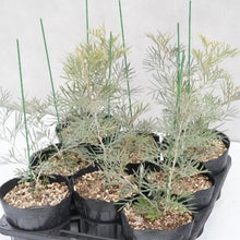 画像をギャラリービューアに読み込む, 【予約商品:1/28発送】グレビレア・スピリット・オブ・アンザック 5号 1鉢