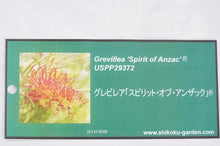 画像をギャラリービューアに読み込む, 【予約商品:1/28発送】グレビレア・スピリット・オブ・アンザック 5号 1鉢