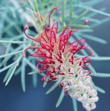 画像をギャラリービューアに読み込む, 【予約商品:1/28発送】グレビレア・スピリット・オブ・アンザック 5号 1鉢