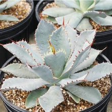画像をギャラリービューアに読み込む, アガベ ・グアダラハラナ 7号 1鉢