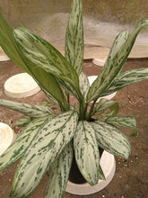 画像をギャラリービューアに読み込む, アグラオネマ・シルバークイーン 6号 1鉢