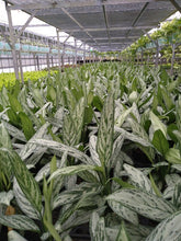 画像をギャラリービューアに読み込む, アグラオネマ・シルバークイーン 6号 1鉢