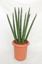 画像をギャラリービューアに読み込む, サンスベリア・シリンドリカ 7号