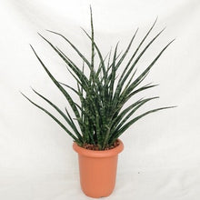 画像をギャラリービューアに読み込む, サンスベリア・ファーンウッド 7号