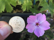 画像をギャラリービューアに読み込む, 【予約商品:3/4発送】シバザクラ・フロックストロット(芝桜) 花苗 4ポットセット