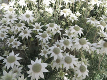 画像をギャラリービューアに読み込む, 【予約商品:3/18発送】フランネルフラワー・リトルエンジェル 4号 1鉢