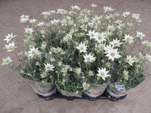 画像をギャラリービューアに読み込む, 【予約商品:3/18発送】フランネルフラワー・リトルエンジェル 4号 1鉢