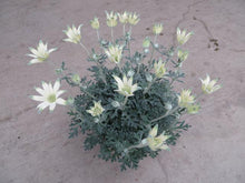 画像をギャラリービューアに読み込む, 【販売期間:3月26日まで】フランネルフラワー・フェアリームーン 6号 1鉢