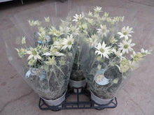 画像をギャラリービューアに読み込む, 【販売期間:3月26日まで】フランネルフラワー・フェアリームーン 6号 1鉢