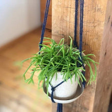 画像をギャラリービューアに読み込む, リプサリス・カスッサ 3ポットセット